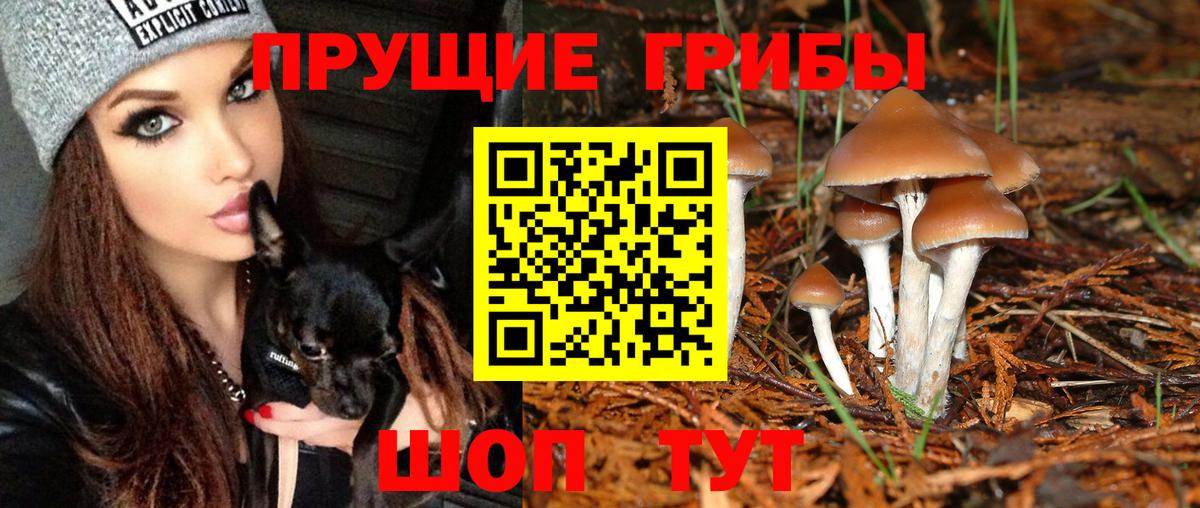 где найти   Галлюциногенные грибы прущие грибы  Вход с VPN  Шали 